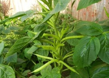 Solvay’s Sustainable Guar Initiative Ensures the Durability of Income for Farmers