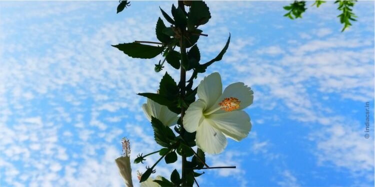 Photo: Jitendra Chaturvedi