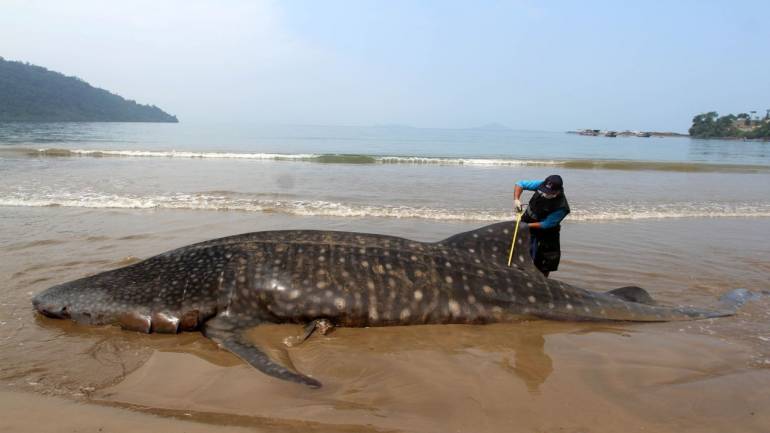 Whale Shark Day: Protect and conserve the whale shark as their numbers are declining 1 moneycontrol.com