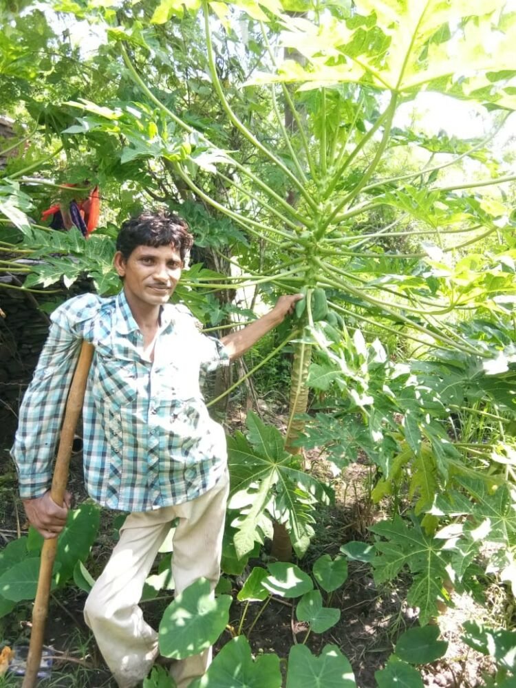बाबूलाल अपने खेत में पपीते के पेड़ के साथ