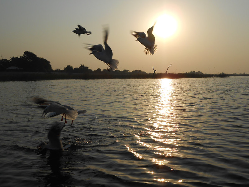 Dependence of Business on Biodiversity 1 Biodiversity in India. Photo Source: https://www.flickr.com/photos/flamingoresort/8414001084/