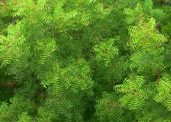 Binance Charity launches NFT tree planting project ‘Tree Millions’ to plant 10M trees worldwide 1 India CSR