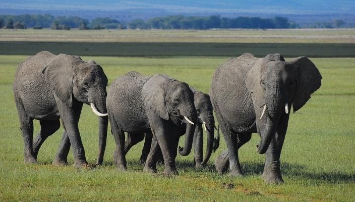 Figure 1: A herd of elephants roaming a game reserve in Kenya
( source: https://pixabay.com/photos/elephants-kenya-community-family-4519271/)