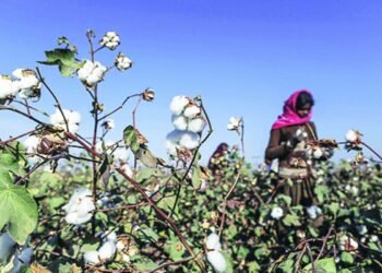 What is Illegal Cultivation of HT-Bt Cotton?