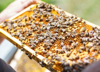 What is Sweet Revolution?