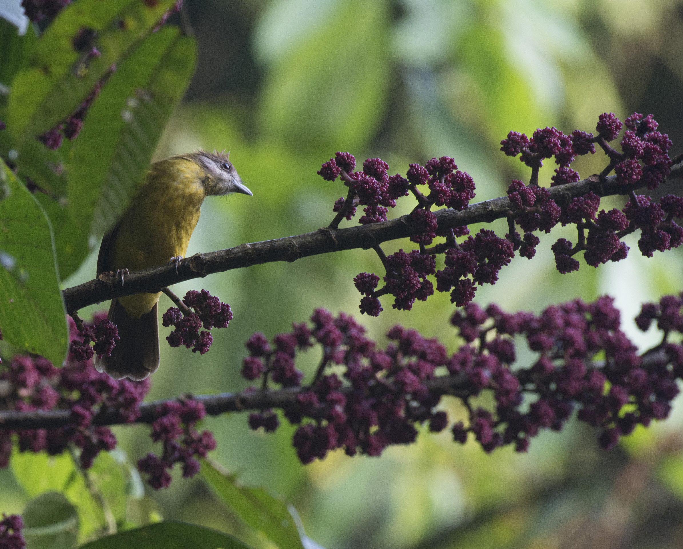 India’s last remaining rainforest fragments harbour crucial ecological interactions and are of high conservation value: Study 1 White-throated Bulbul feeding on Poikilospermum suaveolens (Copyright_Abir Jain)