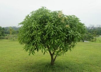 CSR: Vedanta’s initiative to bring 47 acres of land under Mango Cultivation