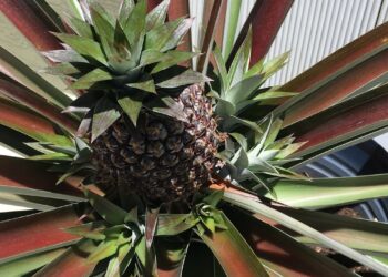 Traditional pineapple agroforestry systems can address twin challenges of climate change and biodiversity loss: Study