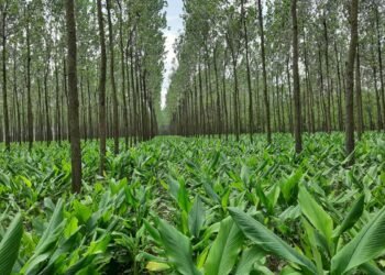 Reorienting environmental concerns under CSR in India