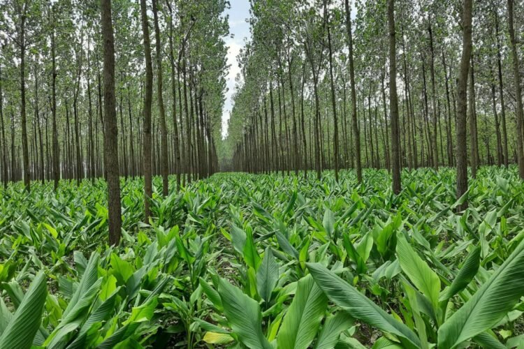 Agroforestry plantation by ITC Ltd. Photo by Suneel Pandey.