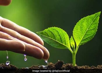 Beam Suntory treads strongly on its sustainability goals with a tree plantation drive