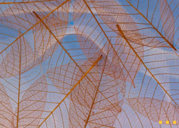 Pega Inaugural Global Impact Report Highlighting its Environmental, Social, and Governance (ESG) Progress