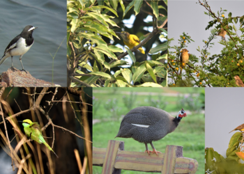 Sustainability: Vedanta Aluminium bolsters efforts towards conserving biodiversity
