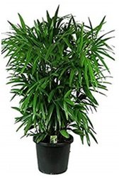 Important Plants for Improving the Indoor Air Quality 8 India CSR