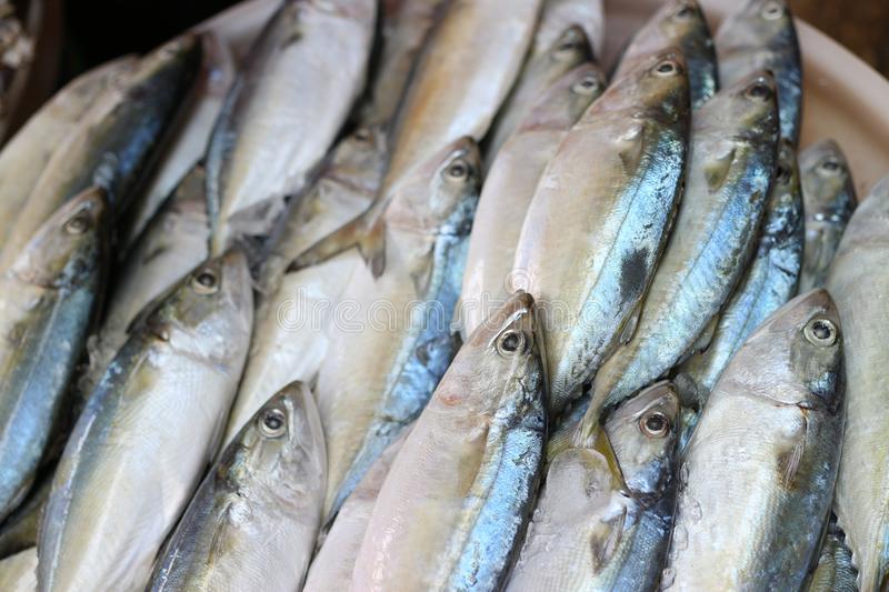 Catching Bigger Dreams: Budget Boost of 38.45% for Department of Fisheries in FY 2023-24 1 Increased Credit Target for Agriculture and Allied Sector