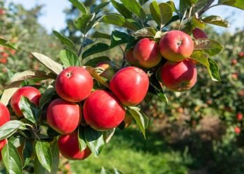 CSR: Coca Cola’s Uttarakhand CSR initiative helps grow more apples, aims to support 500,000 farmers by 2025 1 CSR: Coca Cola’s Uttarakhand CSR initiative helps grow more apples, aims to support 500,000 farmers by 2025