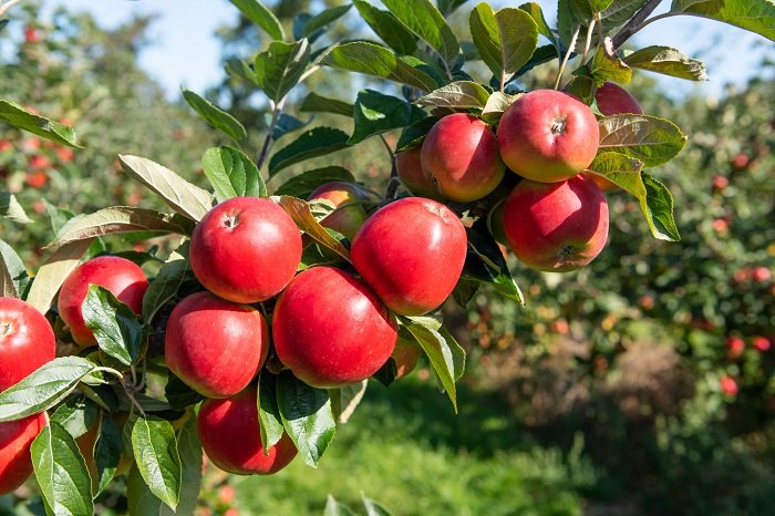 CSR: Coca Cola’s Uttarakhand CSR initiative helps grow more apples ...