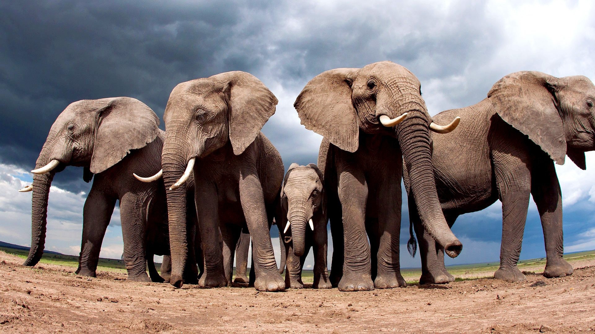 How can we save the shrinking habitats of these gentle giants? 1 Save Elephants.