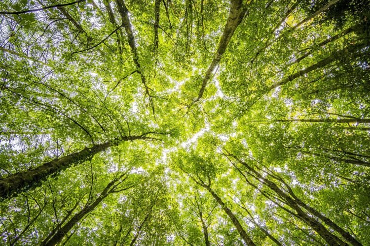 ESG: o9 Solutions reforesting around 11.2 hectares of land