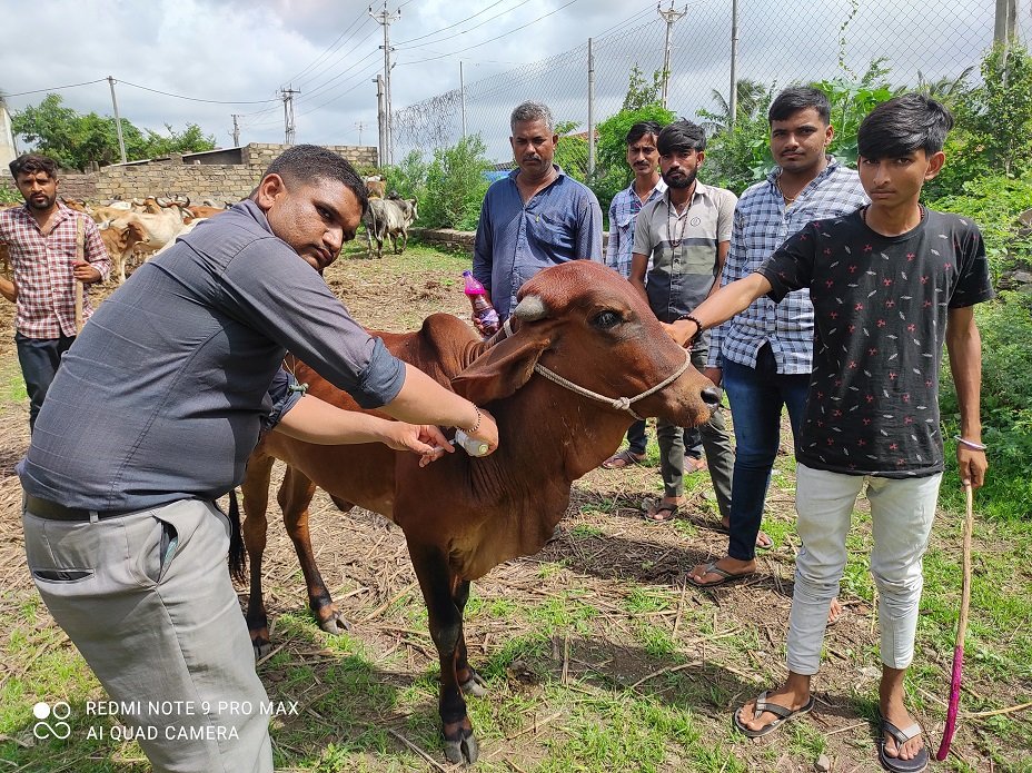 CSR in Gujarat: APM Terminals Pipavav initiates Vaccination Drive for livestock. Image - India CSR