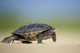 India’s conservation efforts towards tortoise and turtles lauded in CITES CoP 19 at Panama