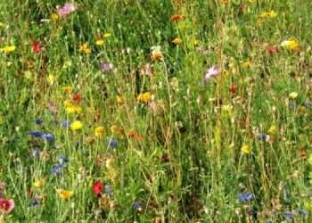 The Kunming-Montreal Global Biodiversity Framework: A Plan for Sustainability