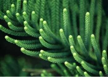 Cactus: A Prickly Solution for India’s Degraded Land and Energy Needs