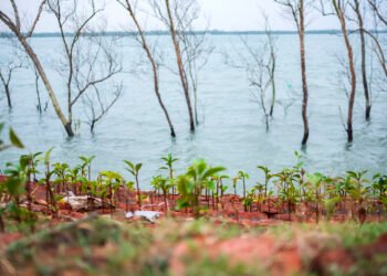 Mangroves in Sundarbans - Photo by Subhrajit Sen/Mongabay