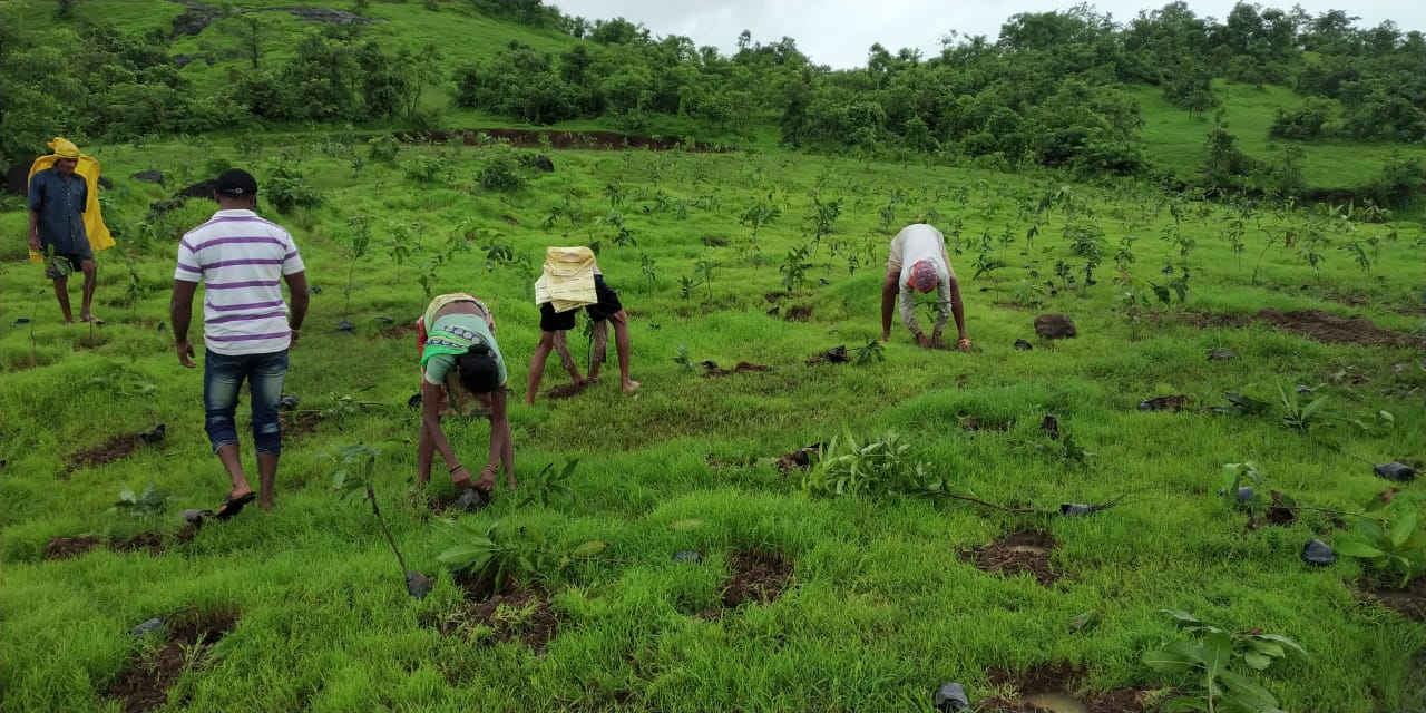 Grow-Trees Pledges to Plant 3 Million Trees in 2023 1 India CSR
