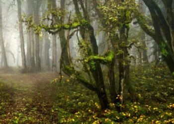 Chief Forest Officer in Companies in India