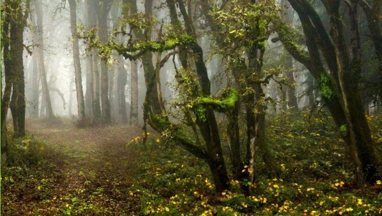 Chief Forest Officer in Companies in India
