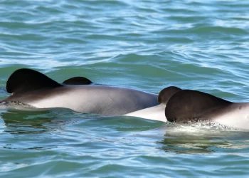Using AI-Equipped Drones to Study Endangered Māui Dolphins