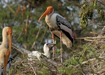 Migratory Birds flock to TVSM factory in Hosur