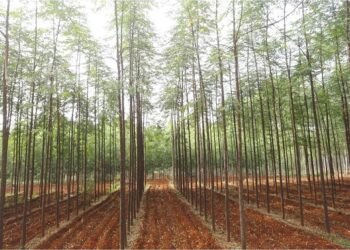 “Growing Together” with Sustainability