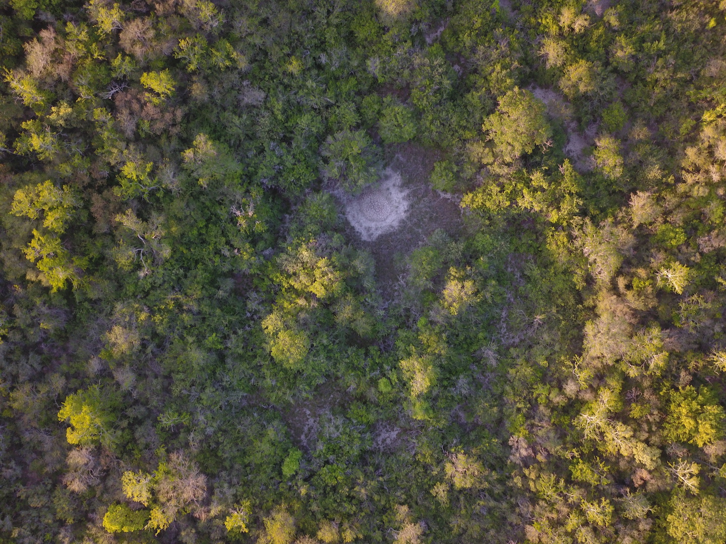 Drones help reverse deforestation and empower local communities 1 Drones help reverse deforestation and empower local communities