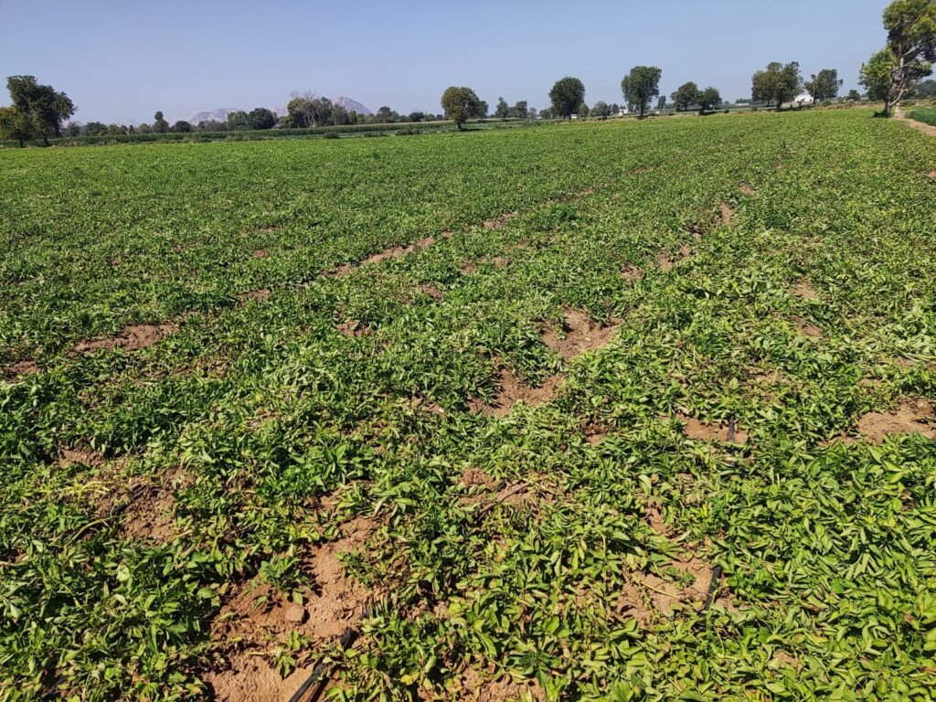 CSR: PepsiCo's Crop Intelligence Model for India in Collaboration with Cropin 2 India CSR