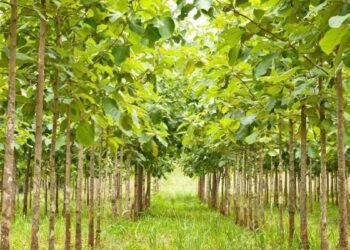 What is Mukhyamantri Vriksha Sampada Yojana