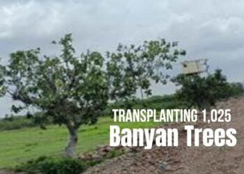 Successful Transplantation of Banyan Trees along NH 965G, Maharashtra with an 85% Survival Rate 1 Banyan Trees