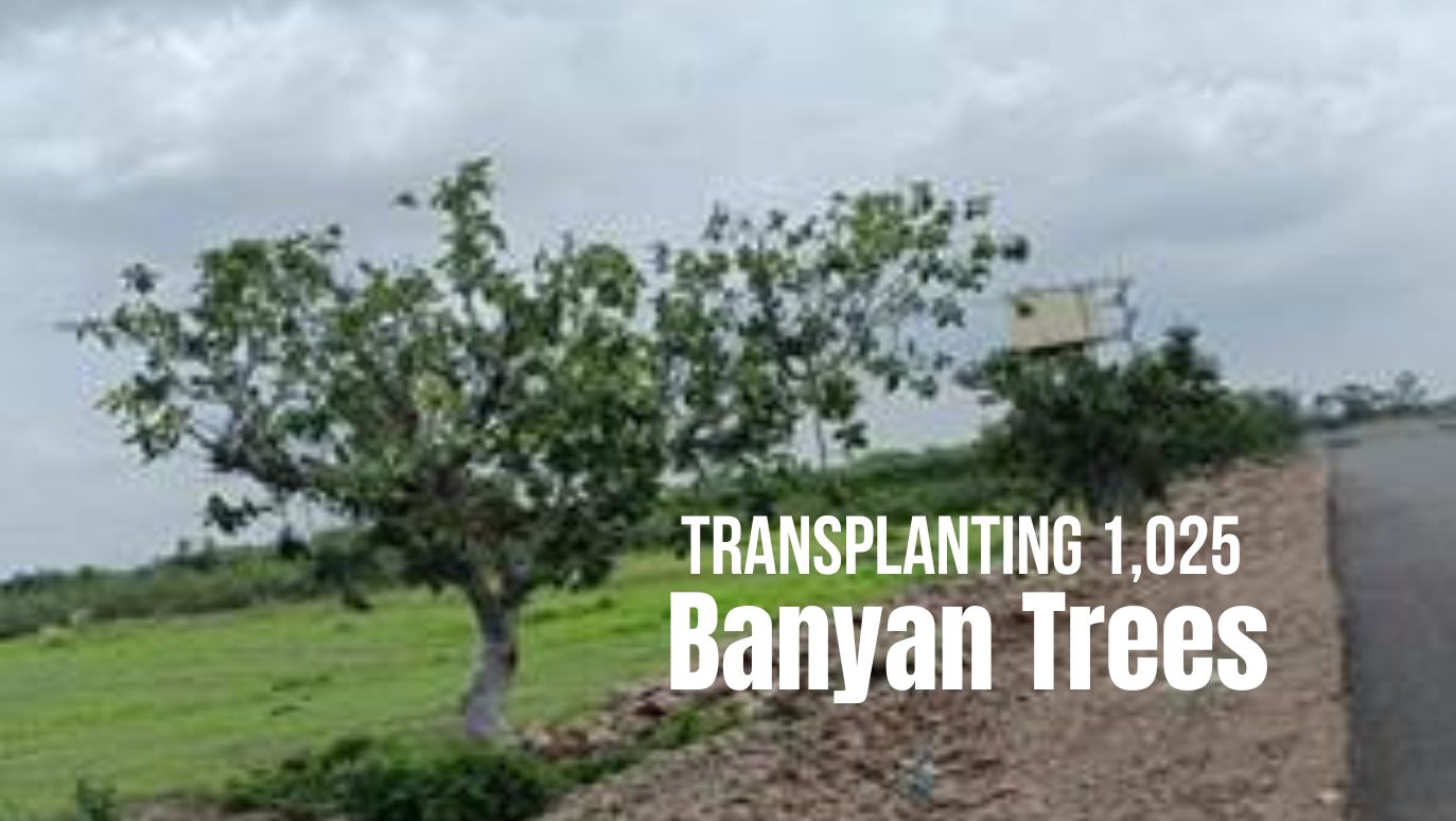 Banyan Trees