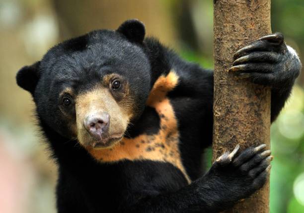 Guardians of Biodiversity: Afforestation Drives Safeguard Hangul and Sun Bear