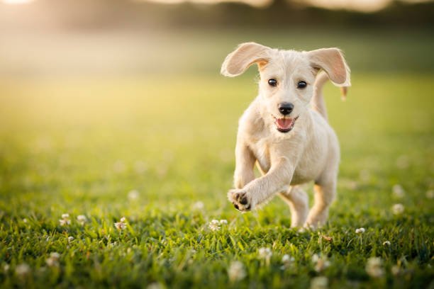 International Dog Day 2023: Date, History, Significance, Celebration and Important Facts 2 international dog day