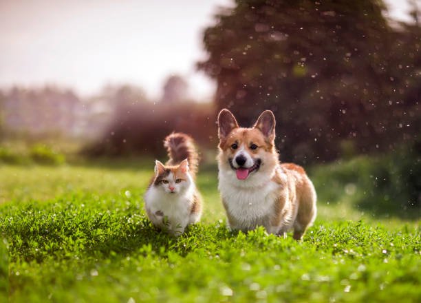 International Dog Day 2023: Date, History, Significance, Celebration and Important Facts 3 international dog day