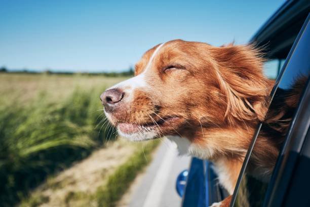 international dog day