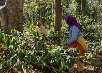 Smallholder Coffee Farmers Achieve Impressive Revenue Growth with Walmart Foundation Grantees' Support 1