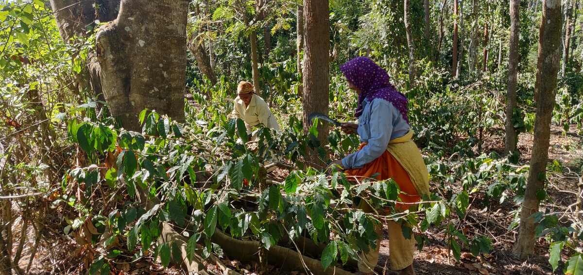Smallholder Coffee Farmers Achieve Impressive Revenue Growth with Walmart Foundation Grantees' Support 1