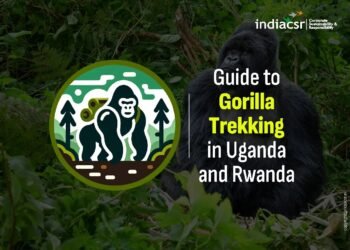 Today gorilla numbers are consistently raising in Congo, Rwanda and Uganda gorilla tours are well-managed to promote sustainability.