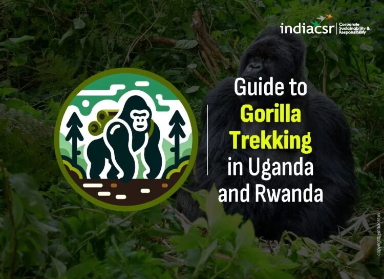 Today gorilla numbers are consistently raising in Congo, Rwanda and Uganda gorilla tours are well-managed to promote sustainability.