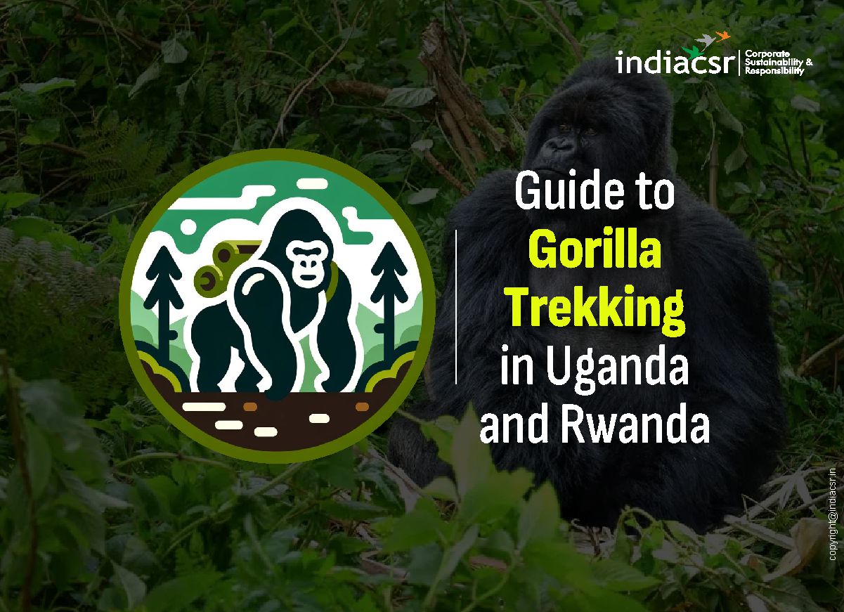 Guide to Gorilla Trekking in Uganda and Rwanda 1 Today gorilla numbers are consistently raising in Congo, Rwanda and Uganda gorilla tours are well-managed to promote sustainability.
