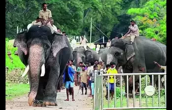 Mysore Dasara Elephant Arjuna Passes Away: 5 Facts Need to Know to Everyone