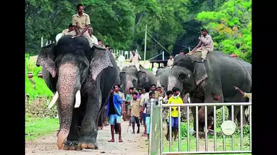 Mysore Dasara Elephant Arjuna Passes Away: 5 Facts Need to Know to Everyone 1 India CSR